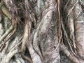 Abstract Banyan Tree Roots Pattern Royalty Free Stock Photo
