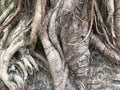 Abstract Banyan Tree Roots Pattern Royalty Free Stock Photo