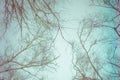 Abstract bare branches against sky