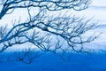 Abstract bare branches of wild tree