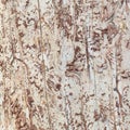 Abstract bare coarse wood texture