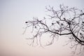 Abstract bare tree branches , black and white