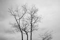 Abstract bare tree branches , black and white