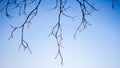 Abstract bare tree branches , Blue sky