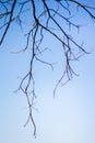 Abstract bare tree branches , Blue sky