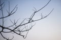 Abstract bare tree branches , Blue sky