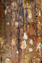 Abstract Bark Background