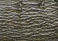 Abstract bark of deciduous tree