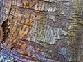 An Abstract Bark Pattern From an Old Tree