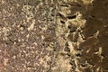 abstract bark pattern