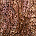 Abstract bark tree background. Raster bitmap concept pattern