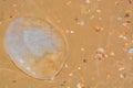 Abstract beached jellyfish on the Mediterranean in Israel Royalty Free Stock Photo