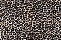 Abstract beautiful background of leopard print