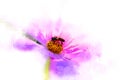 Abstract beautiful bee on pink flower blooming on watercolor. Royalty Free Stock Photo