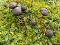 Abstract beautiful black mushroom background. Nature wallpaper backgrounds Royalty Free Stock Photo