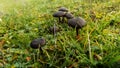 Abstract beautiful black mushroom background. Nature wallpaper backgrounds Royalty Free Stock Photo