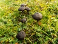 Abstract beautiful black mushroom background. Nature wallpaper backgrounds Royalty Free Stock Photo