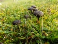 Abstract beautiful black mushroom background. Nature wallpaper backgrounds Royalty Free Stock Photo