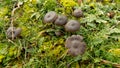 Abstract beautiful black mushroom background. Nature wallpaper backgrounds Royalty Free Stock Photo