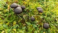 Abstract beautiful black mushroom background. Nature wallpaper backgrounds Royalty Free Stock Photo