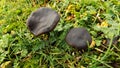 Abstract beautiful black mushroom background. Nature wallpaper backgrounds Royalty Free Stock Photo