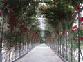 Abstract beautiful fresh green natural archway made of blooming Royalty Free Stock Photo