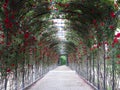 Abstract beautiful fresh green natural archway made of blooming Royalty Free Stock Photo