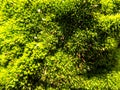 Abstract beautiful green moss background. Nature wallpaper backgrounds Royalty Free Stock Photo