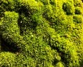 Abstract beautiful green moss background. Nature wallpaper backgrounds Royalty Free Stock Photo