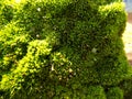 Abstract beautiful green moss background. Nature wallpaper backgrounds Royalty Free Stock Photo