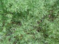 Abstract beautiful herbaceous texture of the spikelets the grass Bromus tectorum - top view