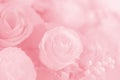 Abstract beautiful pink tone rose flower background.