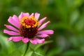 Abstract beautiful pollen texture of a pink zinnia