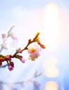 Abstract beautiful Spring background with pink blossom Royalty Free Stock Photo