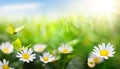 a abstract Beautiful summer background with fresh green grass and wild chamomile flowers in sunny meadow Royalty Free Stock Photo