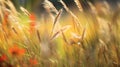 the abstract beauty of a field of wild grasses, focusing on the gentle swaying and interplay of light and shadow. Royalty Free Stock Photo