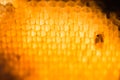 Abstract bee wax texture