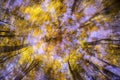 Abstract beech autumn treetops