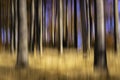 Abstract sunny beech forest