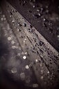 Abstract black background with a burgundy tint. Blurred raindrops with bokeh on a black umbrella. Drops of rain water on a black Royalty Free Stock Photo