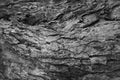 Abstract black bark tree texture background. texture for add text or work design for backdrop product Royalty Free Stock Photo
