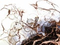 Abstract black, brown and gold alcohol ink paint, marble liquid art, watercolor wallpaper poster. Brown watercolor fluid Royalty Free Stock Photo