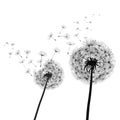 Abstract black dandelion, dandelion with flying seeds illustration - vector