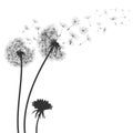 Abstract black dandelion, flying seeds of dandelion - for stock