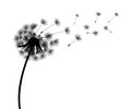 Abstract black dandelion silhouette, flying seeds of dandelion - vector