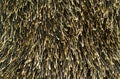Abstract black fur background of line Royalty Free Stock Photo