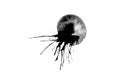 Abstract black ink Shaped like a jellyfish Royalty Free Stock Photo