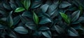 Abstract black leaf textures for tropical leaf background dark nature concept with flat lay