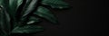 Abstract black leaf textures for tropical leaf backgrounddark nature concept, exotic foliage. Royalty Free Stock Photo