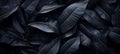 Abstract black leaf textures on tropical leaf backgroundflat lay with dark nature concept. Royalty Free Stock Photo